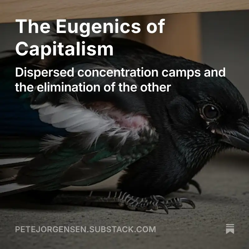 An injured magpie cowering under a wooden stool